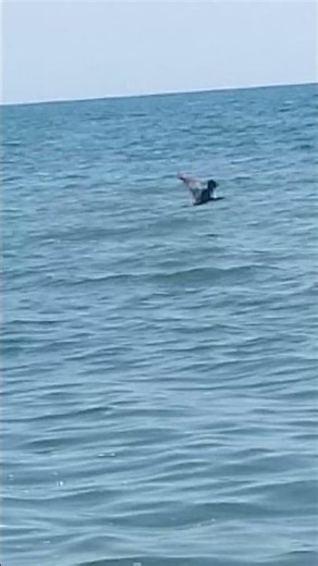 Интересная птица баклан на летнем пляже в Крыму interesting cormorant bird on summer beach in Crimea