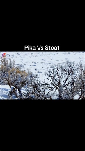 Pika Vs Stoat #wildanimals #wildlife #documentary #trending #viral