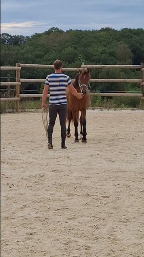 Poney à vendre - PONEY FRANCAIS DE SELLE - Vidéo 3 - equirodi.com