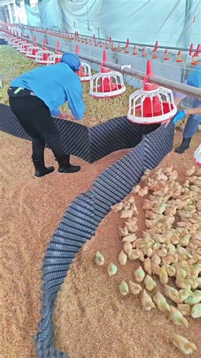 Smart Chick Farming Technique – Efficient Brooding & Management 🐥