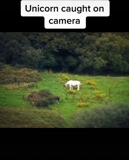 Unicorn Caught on Camera in Scotland?