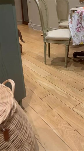 66K views · 2K reactions | Didn't expect that kind of greeting #cat #catlover #pets #catsoftiktok #petlife #cats | pumba floppa | Facebook