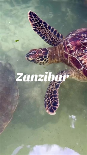 Explore Zanzibar's Stunning Beaches and Unique Culture