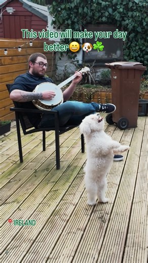 Irish Daily on Instagram: "Only in Ireland… where even the dogs know how to dance a proper jig! 😄🐶🎻💚 . 📸permission 👉 @davidharrismusic96 🙌☘️💫 #irish_daily #reelsoftheday #IrishJigVibes #OnlyInIreland #cutedog #ireland #irishreels #irishmusic #dog #reelsdog"