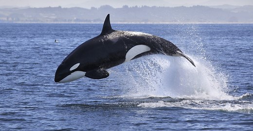7 Reasons Killer Whales Are Evil Geniuses