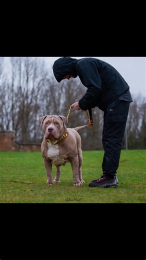 The big man King Chronixx, one in a million 💣🔥🦍 420bullysscotland #kingchronixx #abkc #americanbully #xlbully | Mark Renton