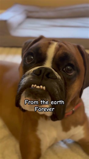 Not Stu! 🚫🐾Follow @Stu_the_boxer for more fun! #funny #dogs #dogmom #dontdelete