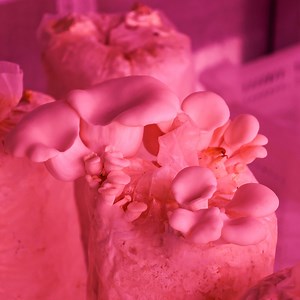 [Hot Item] Smart 20/40hc Shipping Hydroponic Mushroom Container Farm System Vertical Farming Container Greenhouse with LED Lights System