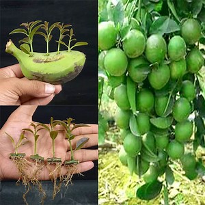1.2M views · 44K reactions | Unique Skill Propagation Lemon Tree Growing Fast Use Banana Fruit | Rana Craft | Facebook