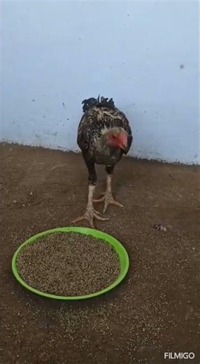 kattamukku keeri seval shortnose aseel male #aseelmurga #roosterfarm