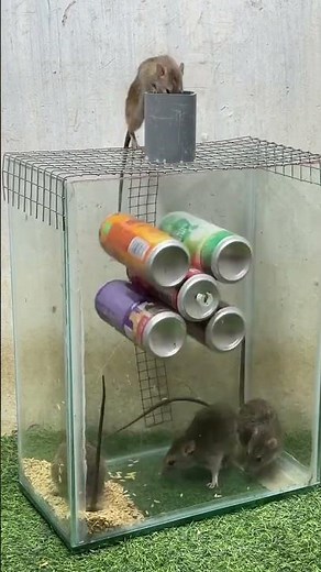 How to Build a Mouse Trap Using Household Items! #rat #rattrap #ratzapper #mousetrap #mouse #trap