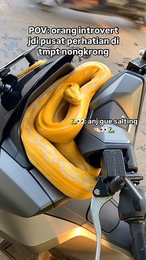 Tenk slytherin on Instagram: "Ada yg ngalamin? #lfl❤️ #reels #fypシ #fyp #lfl #snake #lfl💛"