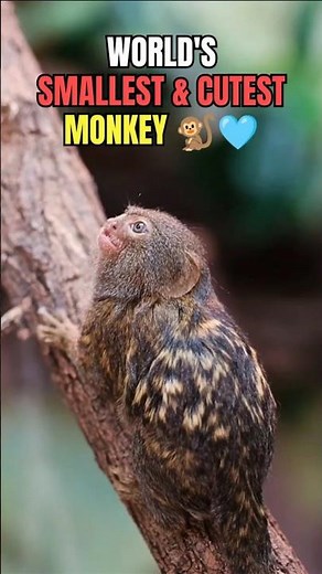 Meet The Cutest Mini Monkey Ever! 🐒💛