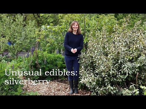 One of the best bushes for the permaculture garden