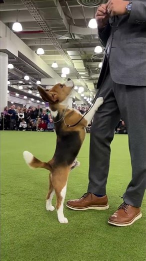 Pawp Quiz #Trivia #Beagle