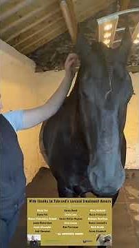 Iceman prepares for Sarcoid treatment @ Veterinary Vision