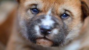 89K views · 1.4K reactions | DINGO PUPPIES OPEN EYES FOR THE FIRST TIME!  Our Dingo pups have officially open their eyes and are taking their first steps, look at them go! | Australian Reptile Park | Facebook