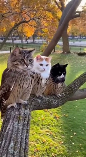 The Cat-Owl Hybrids of the Dog Park