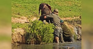 Men save drowning baby elephant and get emotional when herd gives sweetest 'thank you'