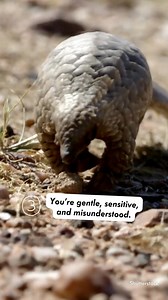 Shy heroes, unite! This is the official World Animal Protection pangolin test 🚨 Shy. Small. Unstoppable. And they’re not going to speak up for themselves. Join our community and help save the most extraordinary animal you’ve probably never noticed. | World Animal Protection