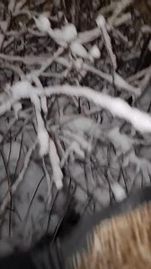 Siil lumes :D | Timo Toom