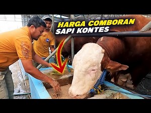 Mix feed for cows so they grow up quickly