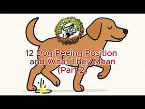 12 Dog Peeing Positions and What They Mean (Part 2)