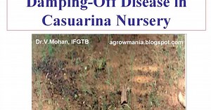 Disease management in Casuarina
