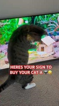 Here’s your sign to buy your cats a 📺 or are we crazy?🤣