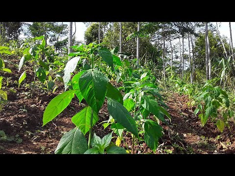 Cara Merawat Cabe Rawit Agar Tumbuh Subur