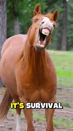The Surprising Truth About How Horses Sleep