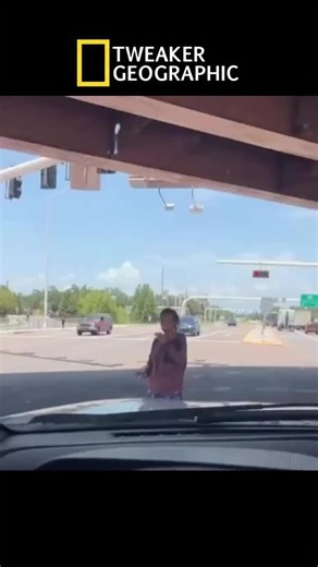 Tweaker Geographic episode 5: Tweaker Tusks #tweaker #tweakers #funny #viral #nationalgeographic