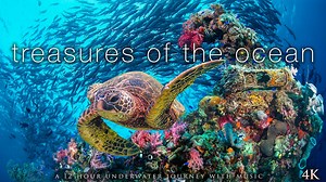 Treasures of the Ocean - 12H, 4K - UNDERWATER FILMS - Nature Relaxation™ On-Demand