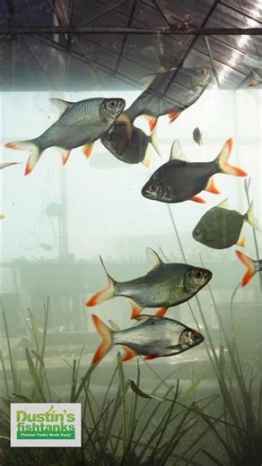 🐟 Tinfoil Barbs & Silver Dollars – The Salad Squad