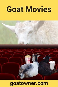 5 Brilliant Goat Movies (Check Them Out!) - Goat Owner