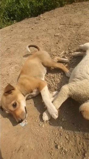 Jhoom zoom gana lagana😂😂 @Village_dog_Planet #funnyanimal