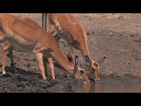 Building The Waterhole (Behind The Scenes) | Waterhole: Africa's Animal Oasis | BBC Earth
