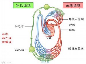 基礎生物3 1 02人體的循環系統 血液與淋巴一博