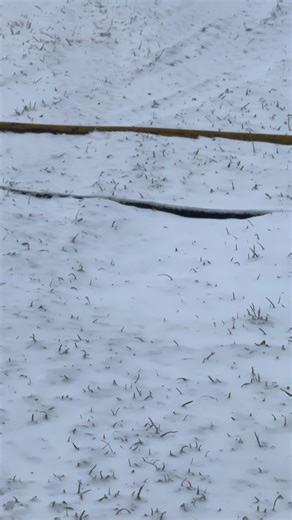 7.3K views · 570 reactions | A cold snap, just in the nick of time. Stay tuned on our opening plans, as we pile up the snow. ❤️❄️ | Welch Village | Facebook