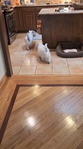 28K views · 1.2K reactions | Here we go, running to the kitchen! Mommy's culinary magic is about to happen, and our taste buds are doing the happy dance!   | PEBBLES_The Westie | Facebook