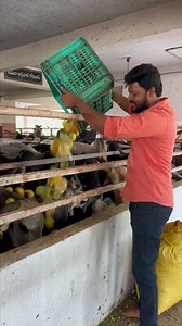 1.8M views · 754K reactions | WE APPRECIATE our Amazing sponsor ANIL KUMAR Garu who took initiative to feed the Gomatha in this event and make their Stomachs Happy on occasion of Krishna Janmastami Today  Anil Garu ,As per your wish We tried our best to make every  Cow in this Goshala Happy. God bless your family abundantly  | Serve Needy | Facebook