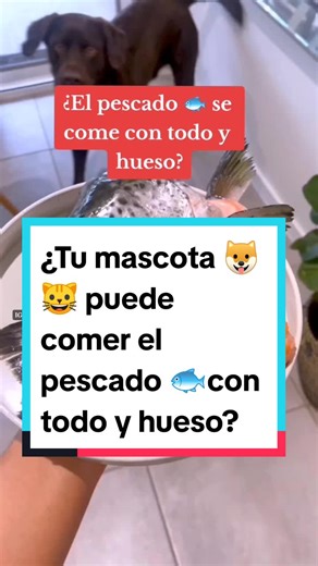 ¿Los huesos de pescado son malos para los perros? BARF