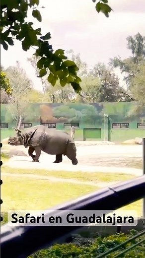 Inside the Guadalajara Zoo: A Journey Through Mexico's Most Unique Zoo
