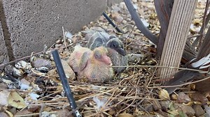 2.7K views · 261 reactions | Baby pigeons in the yard. | Dan Marries - KOLD News 13 | Facebook