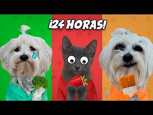 MIS MASCOTAS VIVEN 24 HORAS DE UN SOLO COLOR !!