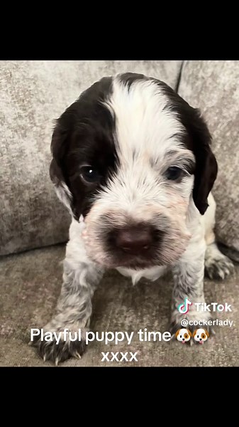 Cocker spaniel puppy’s 4 weeks old xx