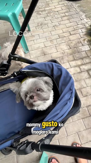 Sana next time payagan na ako mag walk at run outside kagaya ni Cholo | Loco the Shih Tzu