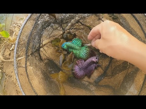 Find Beautiful Betta Fish(Alien) in my village.