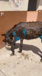 40K views · 1.6K reactions | Spirit was well enough to have a thorough bath today so hopefully all the unpleasant smells have gone. He is a very old donkey and must've been a huge working Animal in his day. He has arthritis in his joints but we can treat that and he's having painkillers. We just hope he can have a reasonable retirement. #jarjeer #donkeyrescue | Jarjeer Mules | Facebook