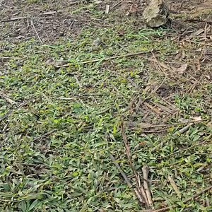 Single Mom How to make a duck coop to welcome adorable ducklings to the farm | Braden